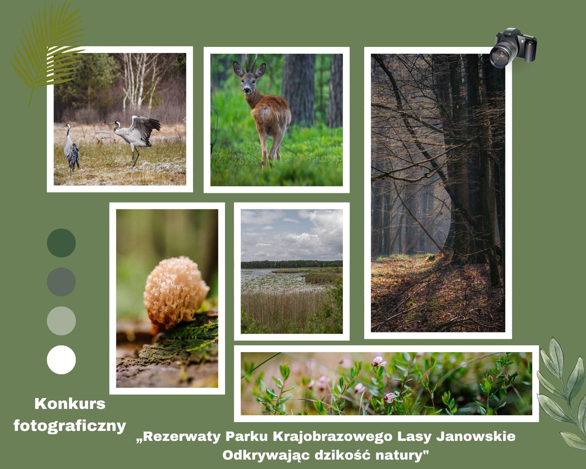 Pokaż piękno Lasów Janowskich – weź udział w konkursie fotograficznym!