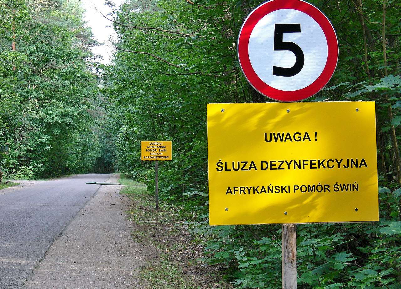 Eksplozja ASF w województwie lubelskim