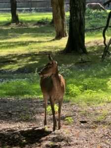Fauna województwa lubelskiego – podróż po świecie zwierząt