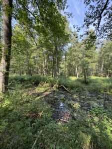 Fauna województwa lubelskiego – podróż po świecie zwierząt