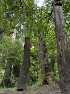 Fauna województwa lubelskiego – podróż po świecie zwierząt