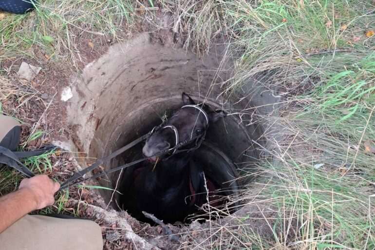 Koń uwięziony w studni w Szumince. Strażacy i wolontariusz z koparką uratowali zwierzę