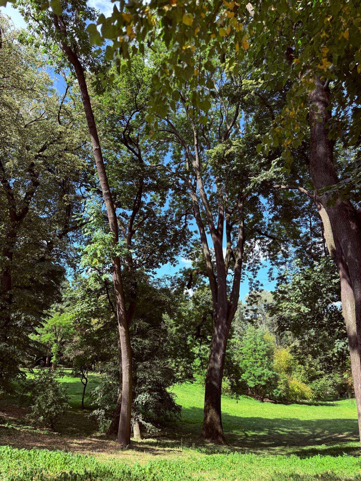 875 drzew pod specjalną opieką! Lublin inwestuje w zielone płuca miasta