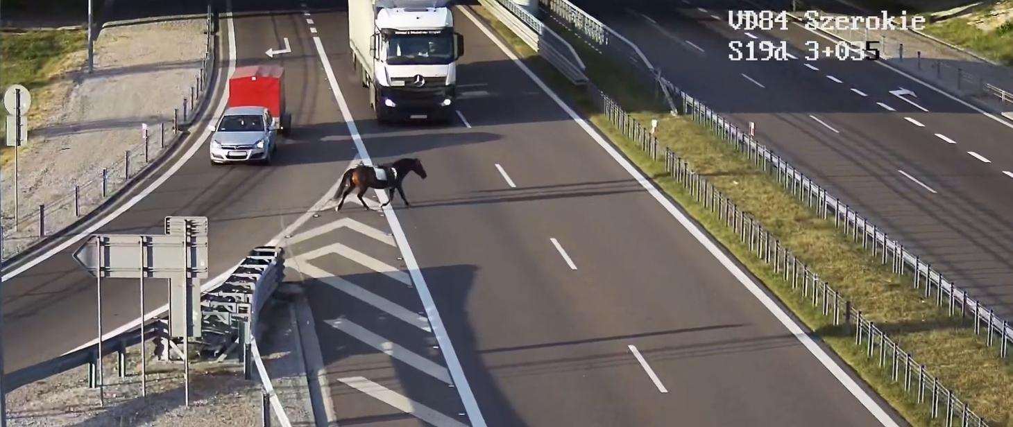 Koń na autostradzie