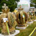 Chleb, wieniec, ogień i muzyka – Dożynki Powiatowe 2025 w Białce