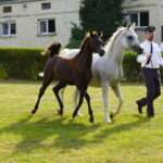 Chleb, wieniec, ogień i muzyka – Dożynki Powiatowe 2025 w Białce