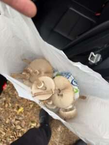 🍄 Grzyby już są! Sezon grzybowy ruszył w Lubelskiem