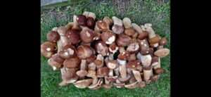 🍄 Grzyby już są! Sezon grzybowy ruszył w Lubelskiem