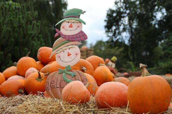Farma dyniowa w Lublinie – otwarcie już 13 września! Atrakcje, program i ceny biletów
