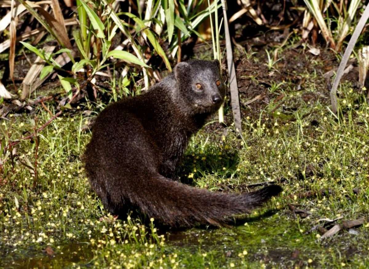ZAMOŚĆ: Gość z Pilznazostanie z nami na dłużej