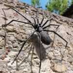 WOJCIECHÓW: Wieża Ariańska doczeka się upiększenia