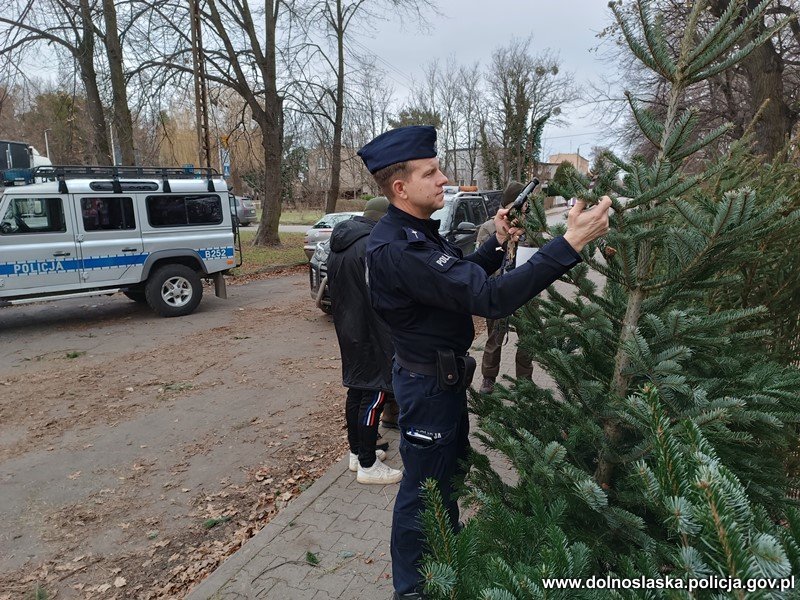 Nielegalna wycinka choinek pod lupą policji