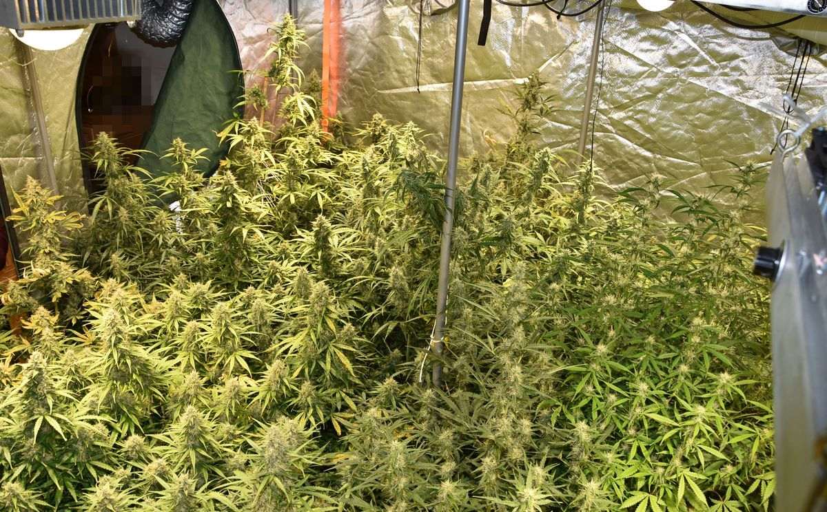 Zlikwidowana nielegalna plantacja marihuany w powiecie biłgorajskim.