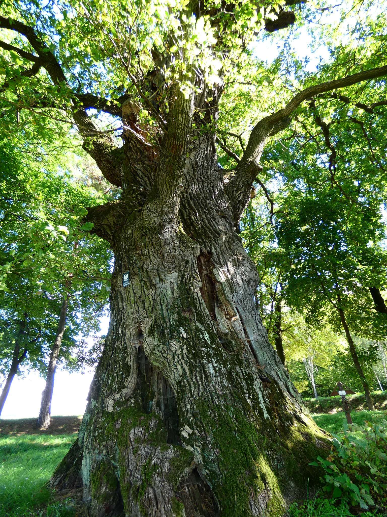 Gmina Rachanie – zielona oaza Lubelszczyzny pełna historii, przyrody i tajemnic
