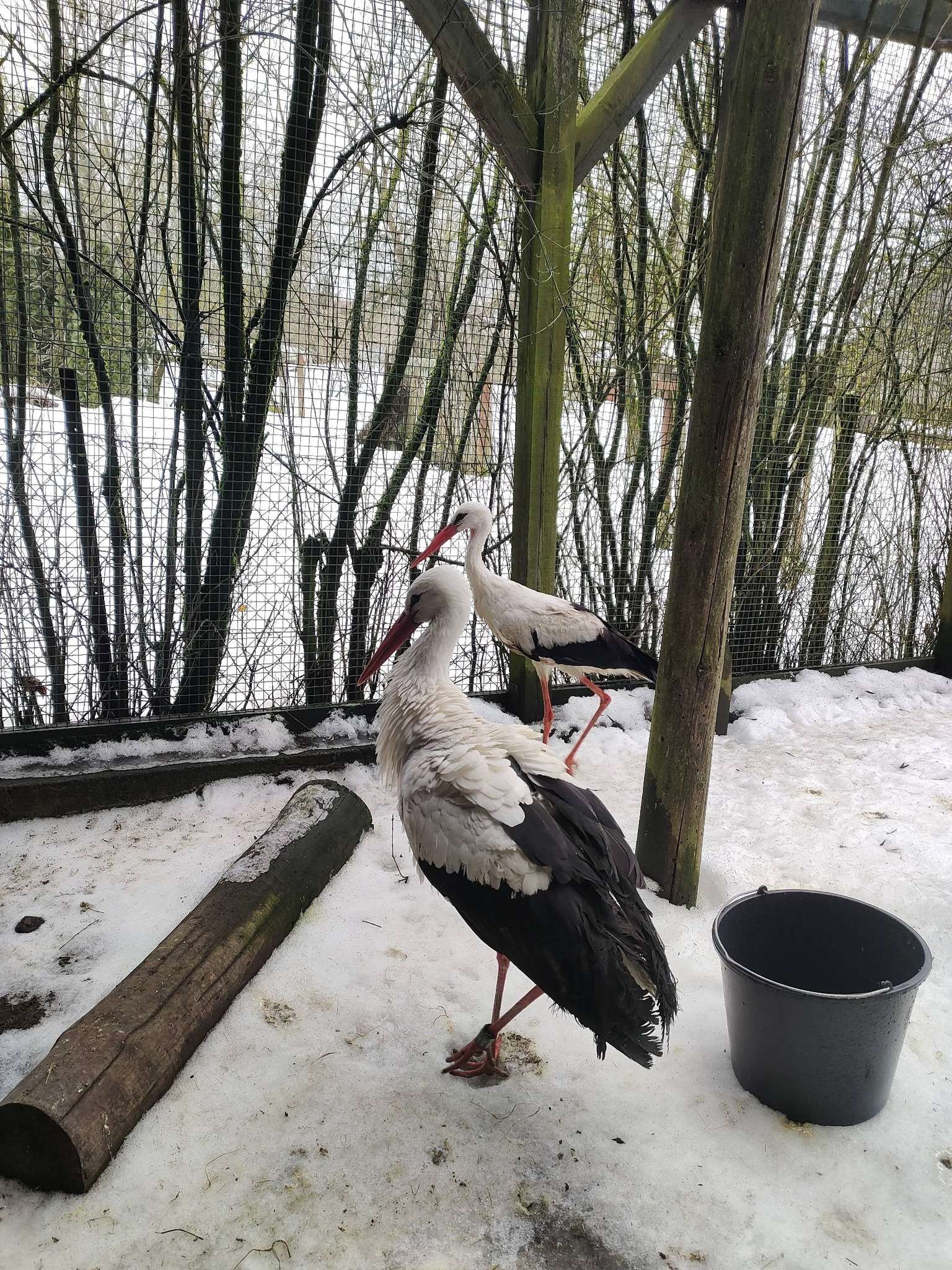 Trudny powrót bociana Krutka – mieszkańcy uratowali ptaka wyczerpanego trasą z Egiptu