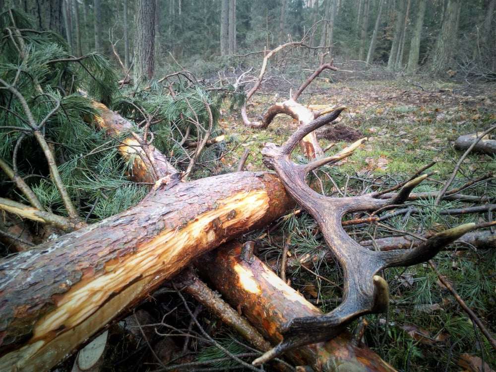 „Rogate złoto” pod kontrolą. Rusza ogólnopolska akcja Straży Leśnej „Wieniec” 2026