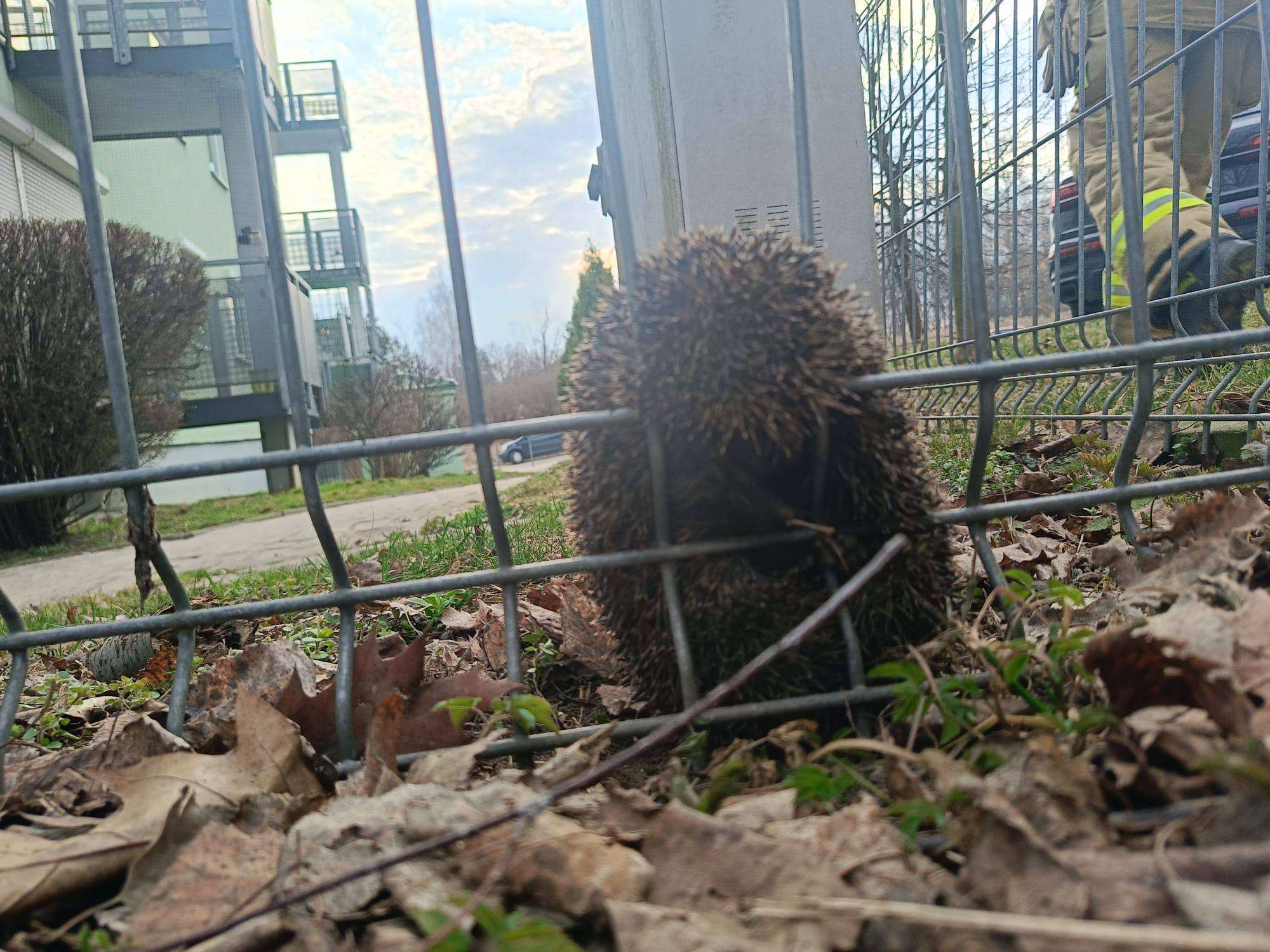 Strażacy z Lublina uratowali uwięzionego jeża