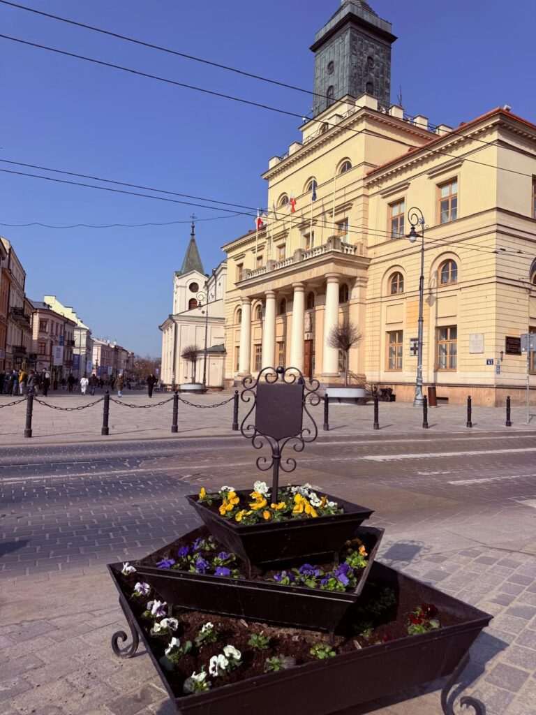 Wiosenne bratki w centrum Lublina