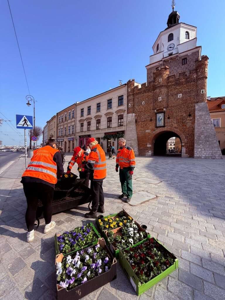 Wiosenne bratki w centrum Lublina