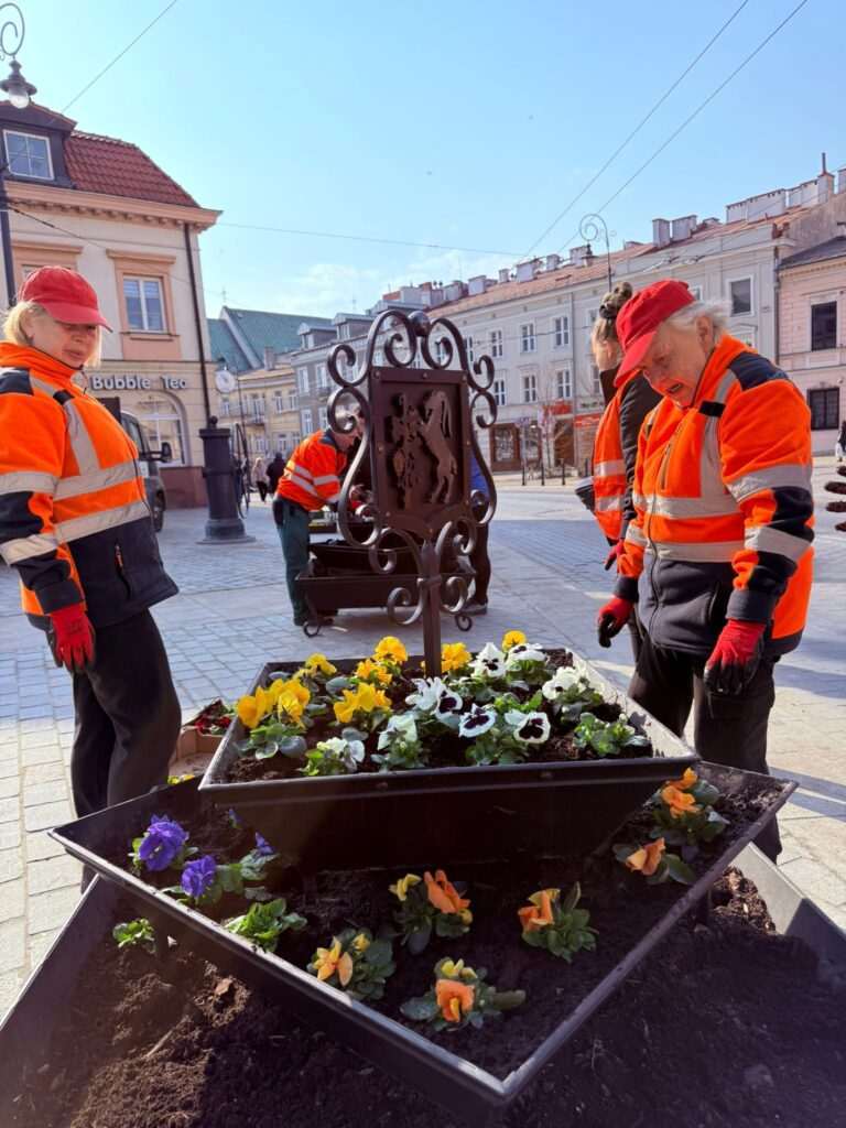 Wiosenne bratki w centrum Lublina