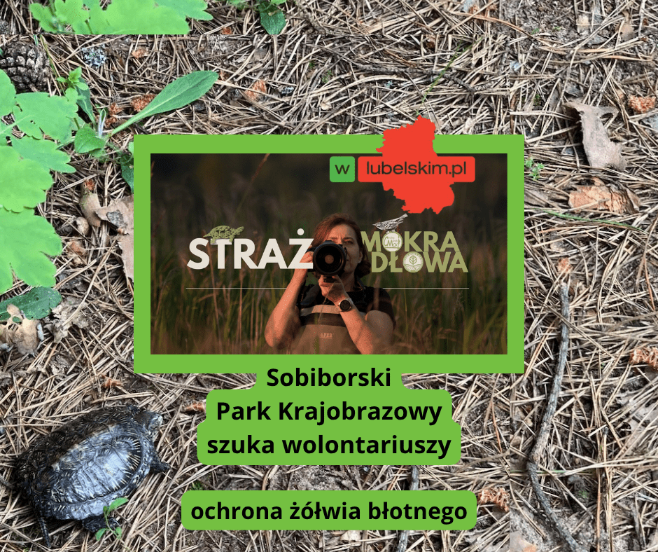 Straż Mokradłowa 2026. Wolontariusze będą chronić żółwie błotne w Sobiborskim Parku Krajobrazowym