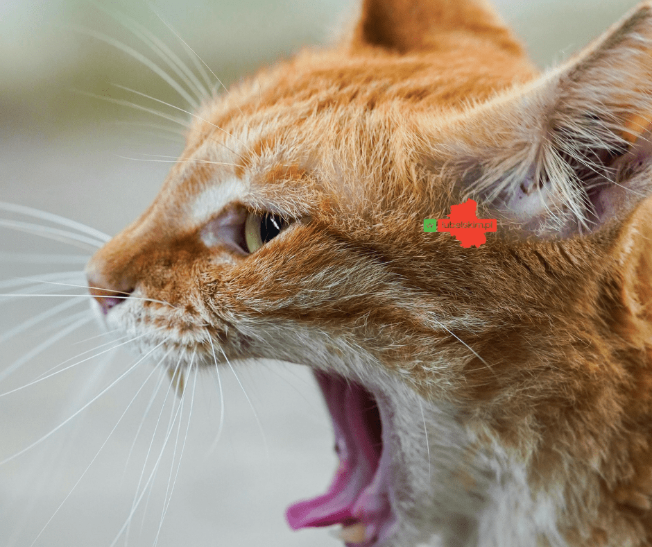 Pierwsze ognisko wścieklizny w 2026 roku w regionie. Przypadek u kota w powiecie bialskim