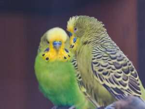 Miłość w świecie papużek… także w Zoo w Wojciechowie