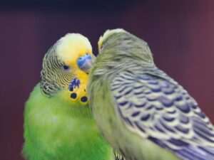 Miłość w świecie papużek… także w Zoo w Wojciechowie