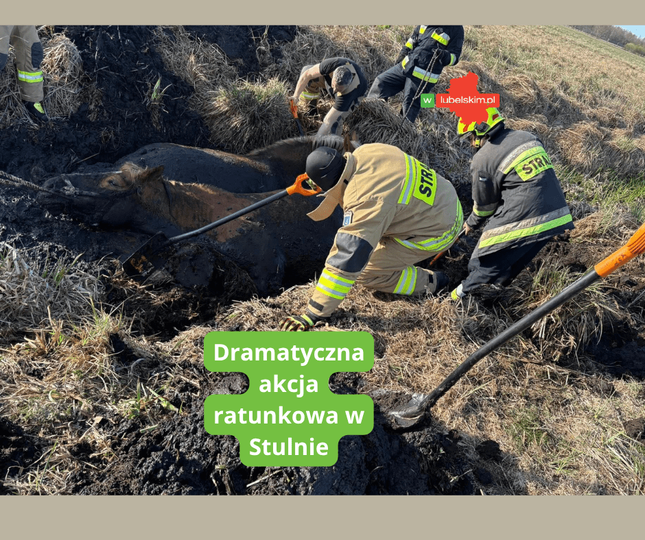 Akcja ratunkowa koni na bagnach. Strażacy ruszyli na pomoc