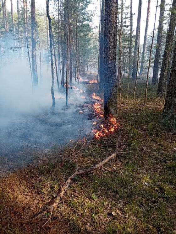 Pożary w lasach nie były przypadkowe. Dwóch podejrzanych zatrzymanych
