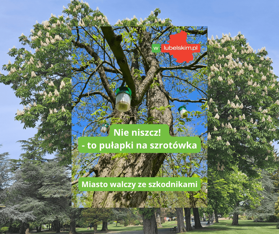 Pułapki na szrotówka chronią kasztanowce w Lublinie