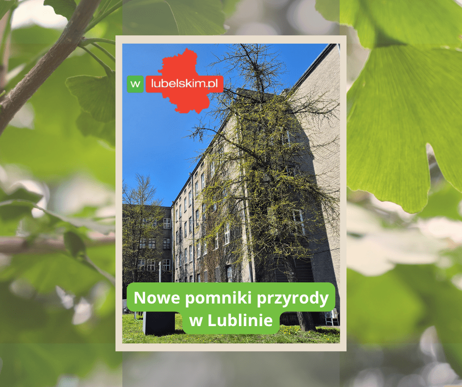 Miłorząb japoński Lublin tytonie