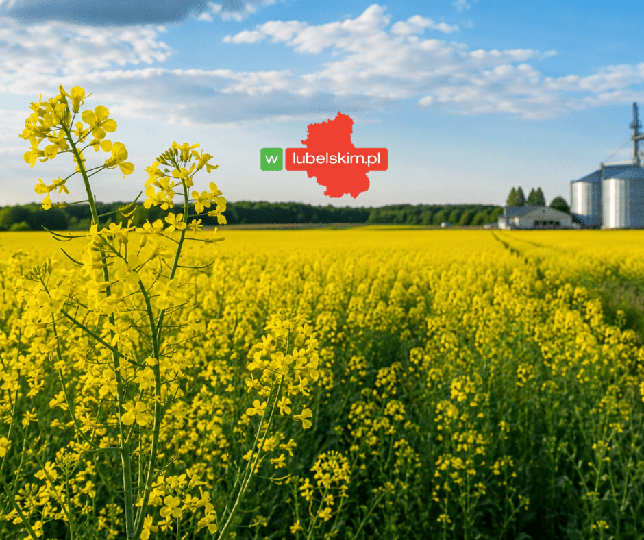 Rzepak na Lubelszczyźnie – znaczenie i uprawa