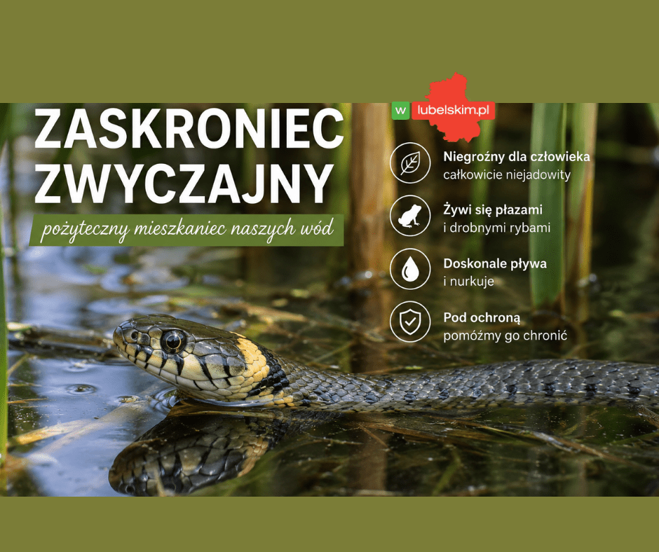 Zaskroniec zwyczajny nad wodą – pożyteczny gad