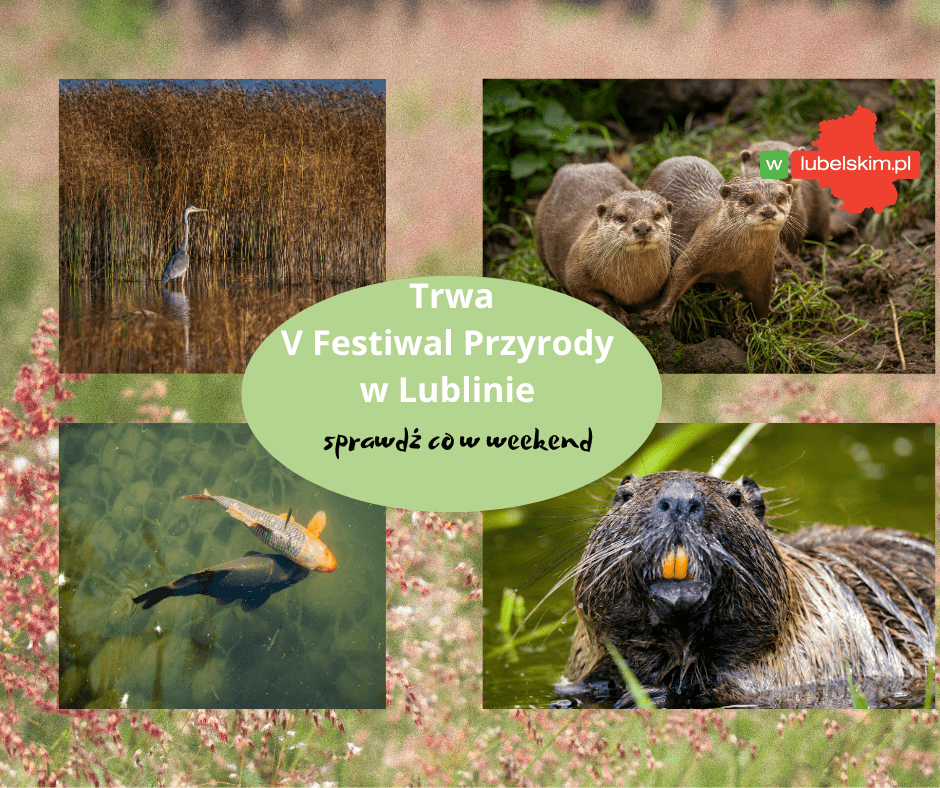 Festiwal Przyrody w Lublinie – co w ten weekend?