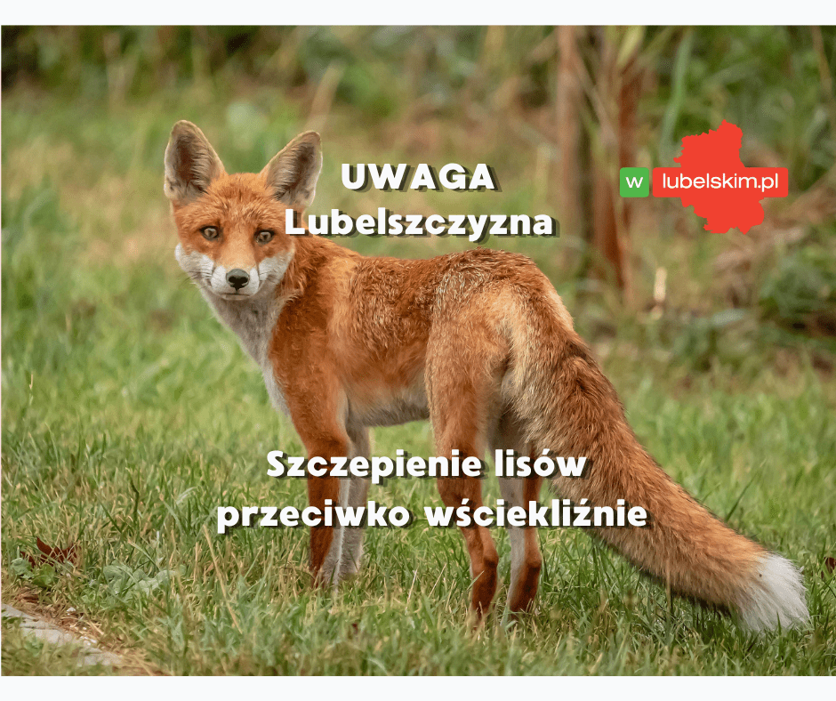 Szczepienie lisów przeciwko wściekliźnie – woj. lubelskie