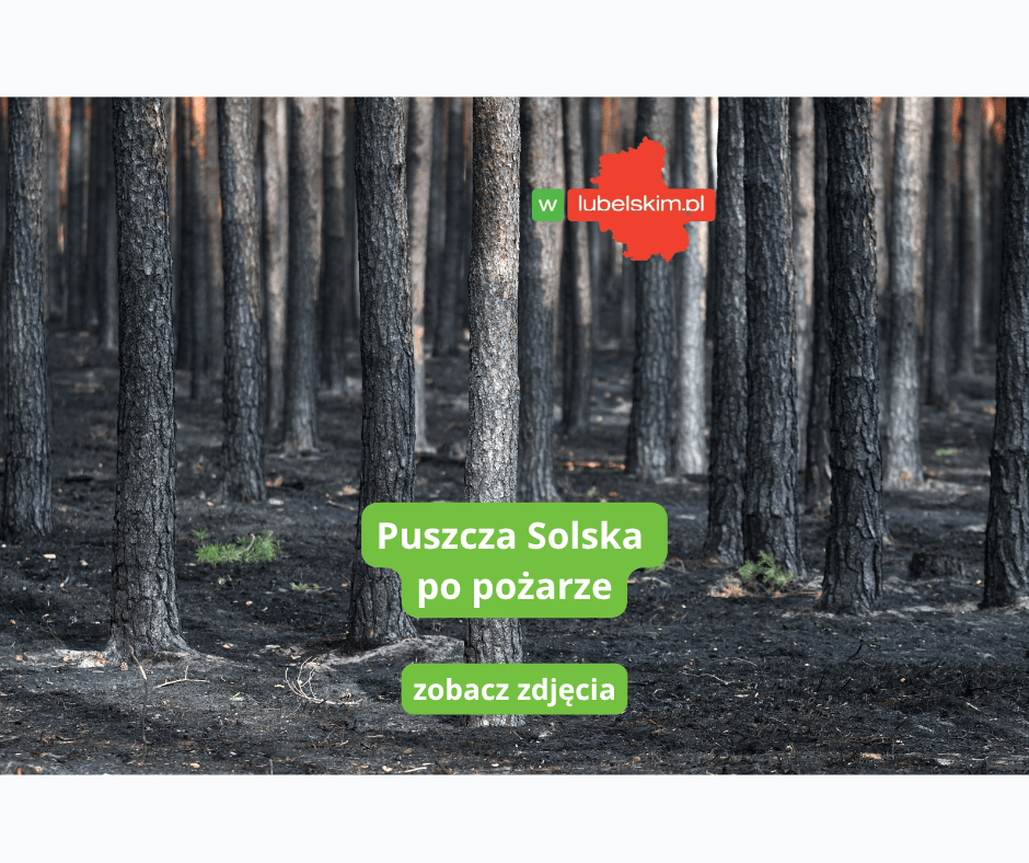 Puszcza Solska po pożarze