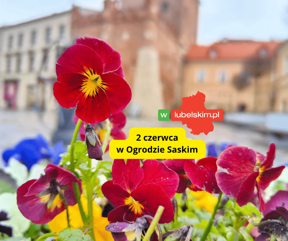 Już jutro w Lublinie! Bratki do wzięcia za darmo
