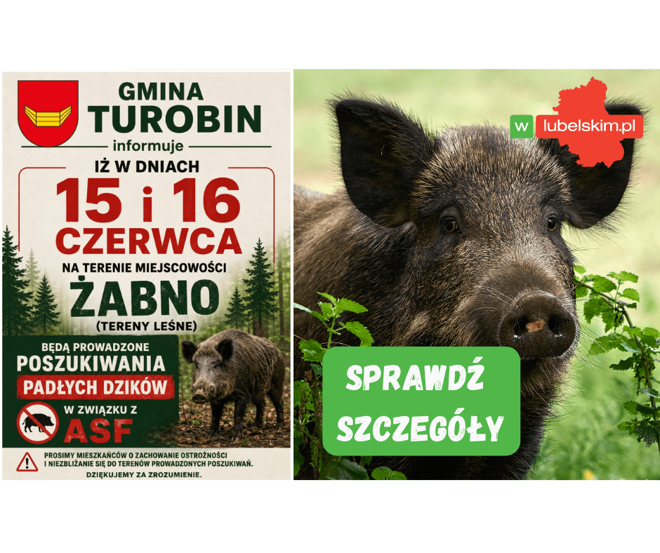 Akcja poszukiwania padłych dzików w Żabnie