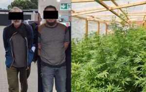Nielegalna uprawa konopi zlikwidowana w gminie Turobin