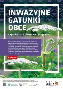 Lublin walczy z barszczem Sosnowskiego. W tym roku wykryto dwa nowe stanowiska
