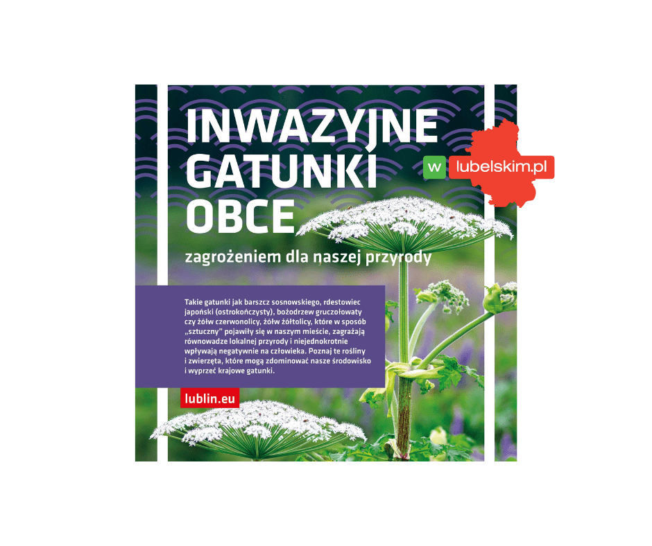Lublin walczy z barszczem Sosnowskiego. W tym roku wykryto dwa nowe stanowiska