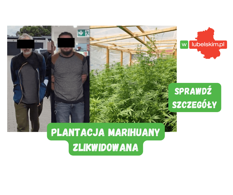 Nielegalna uprawa konopi zlikwidowana w gminie Turobin