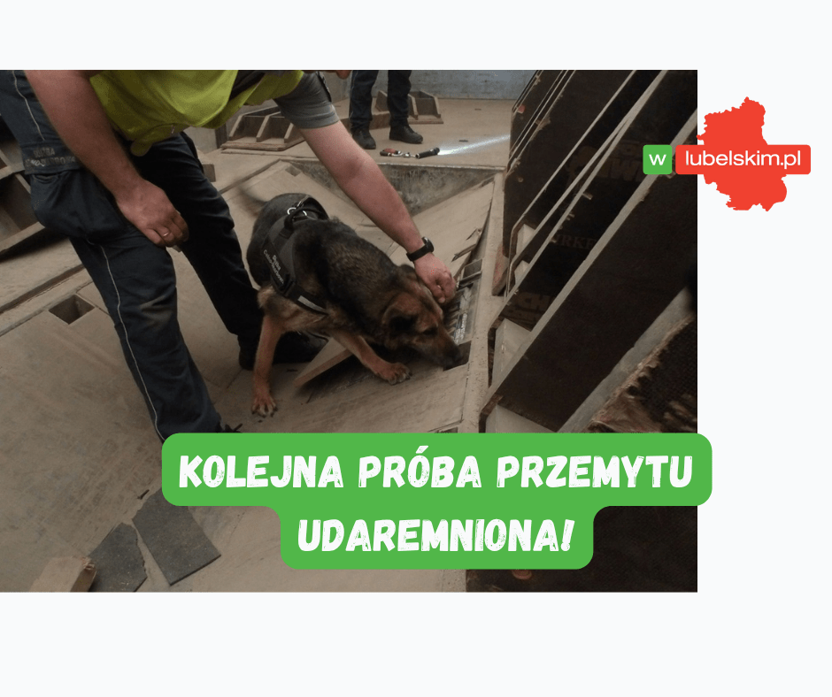Kolejny przemyt papierosów – tym razem w Koroszczynie. Skrytka była w podłodze