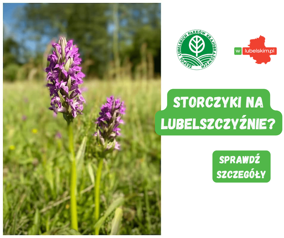 Największe stanowisko kukułki szerokolistnej w Pradolinie Wieprza