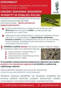 Groźny szkodnik jesionów blisko Polski