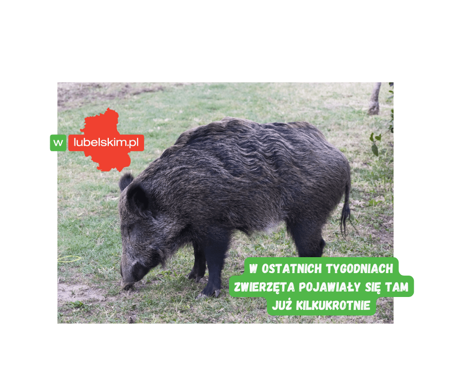 Dziki coraz bliżej mieszkań. Niepokój przy ul. Dziewanny w Lublinie