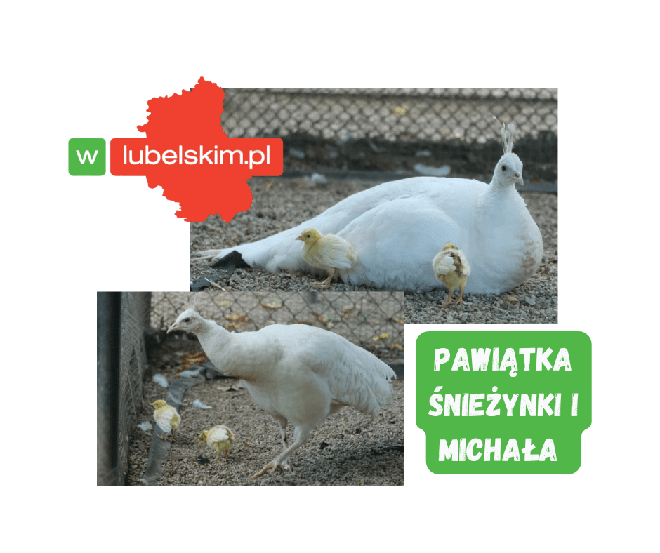 Ogród Saski ma nowych mieszkańców. Wykluły się dwa pawiątka