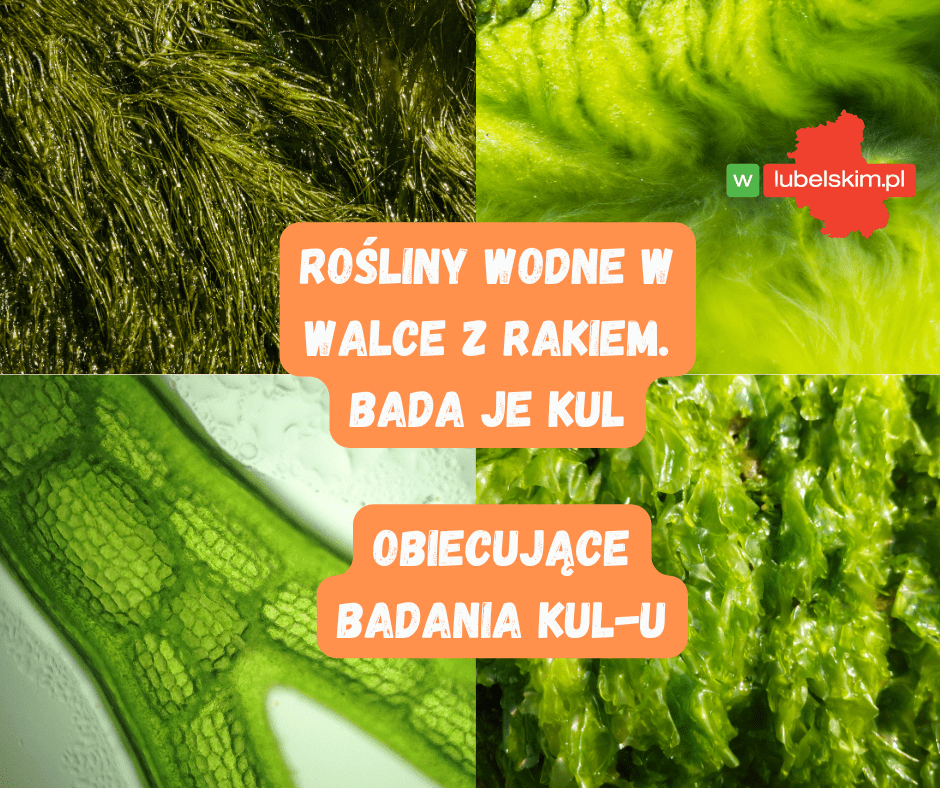 Nowa broń w walce z rakiem? KUL bada rośliny wodne