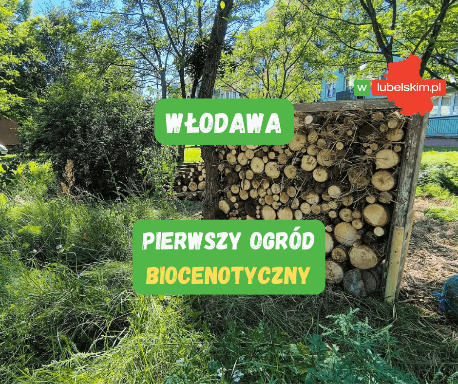 Pierwszy ogród biocenotyczny we Włodawie. Mieszkańcy tworzą zieloną oazę